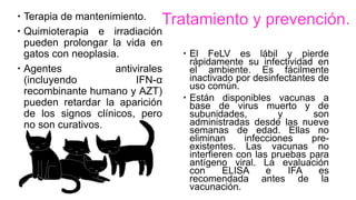  Terapia de mantenimiento.
 Quimioterapia e irradiación
pueden prolongar la vida en
gatos con neoplasia.
 Agentes antivirales
(incluyendo IFN-α
recombinante humano y AZT)
pueden retardar la aparición
de los signos clínicos, pero
no son curativos.
 El FeLV es lábil y pierde
rápidamente su infectividad en
el ambiente. Es fácilmente
inactivado por desinfectantes de
uso común.
 Están disponibles vacunas a
base de virus muerto y de
subunidades, y son
administradas desde las nueve
semanas de edad. Ellas no
eliminan infecciones pre-
existentes. Las vacunas no
interfieren con las pruebas para
antígeno viral. La evaluación
con ELISA e IFA es
recomendada antes de la
vacunación.
Tratamiento y prevención.
 