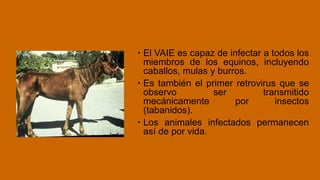  El VAIE es capaz de infectar a todos los
miembros de los equinos, incluyendo
caballos, mulas y burros.
 Es también el primer retrovirus que se
observo ser transmitido
mecánicamente por insectos
(tabanidos).
 Los animales infectados permanecen
así de por vida.
 
