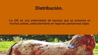 Distribución.
 La AIE es una enfermedad de equinos que se presenta en
muchos países, particularmente en regiones pantanosas bajas
 