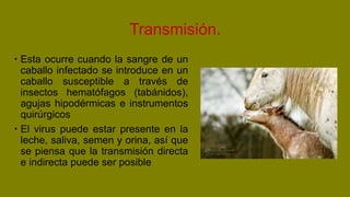 Transmisión.
 Esta ocurre cuando la sangre de un
caballo infectado se introduce en un
caballo susceptible a través de
insectos hematófagos (tabánidos),
agujas hipodérmicas e instrumentos
quirúrgicos
 El virus puede estar presente en la
leche, saliva, semen y orina, así que
se piensa que la transmisión directa
e indirecta puede ser posible
 