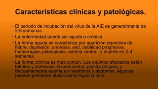 Características clínicas y patológicas.
 El periodo de incubación del virus de la AIE es generalmente de
2-6 semanas.
 La enfermedad puede ser aguda o crónica.
 La forma aguda se caracteriza por aparición repentina de
fiebre, depresión, anorexia, sed, debilidad progresiva,
hemorragias petequiales, edema ventral, y muerte en 2-4
semanas.
 La forma crónica es mas común. Los equinos afectados están
febriles y anémicos. Experimentan pedida de peso y
frecuentemente edema en miembros y abdomen. Algunos
pueden presentar ataxia como signo clínico.
 