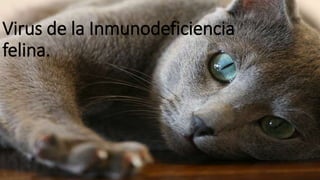 Virus de la Inmunodeficiencia
felina.
 