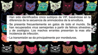  Han sido identificados cinco subtipos de VIF, basándose en la
diferencia de la secuencia de aminoácidos de la envoltura.
 Se presenta frecuentemente en gatos de todo el mundo. Se
han recuperados virus semejantes a partir de felinos silvestres
y de zoológico. Los machos errantes presentan la mas alta
incidencia de infección.
 La transmisión se da principalmente por mordeduras.
 