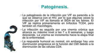 Patogénesis.
 La patogénesis de la infección por VIF es parecida a la
que se observa con el HIV, por lo que algunas veces la
infección por VIF es llamada el SIDA de los felinos. El
VIF se replica primariamente en linfocitos TCD4, pero
también en macrófagos.
 La infección es seguida por una viremia crónica que
alcanza su máximo nivel a las 7 u 8 semanas, y luego
desciende. La viremia se incrementa hacia la etapa final
de la enfermedad.
 La respuesta humoral es normal, sin embargo hay una
disminución progresiva en la función del CMI debido a la
disminución de las células CD4.
 