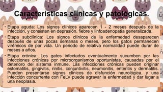 Características clínicas y patológicas.
 Etapa aguda: Los signos clínicos aparecen 1 - 2 meses después de la
infección, y consisten en depresión, fiebre y linfoadenopatía generalizada.
 Etapa subclínica: Los signos clínicos de la enfermedad desaparecen
después de unas pocas semanas o meses, pero los gatos permanecen
virémicos de por vida. Un periodo de relativa normalidad puede durar de
meses a años.
 Etapa crónica: Los gatos infectados eventualmente sucumben por las
infecciones crónicas por microorganismos oportunistas, causadas por el
deterioro del sistema inmune. Las infecciones crónicas pueden originar
estomatitis, gingivitis, rinitis, conjuntivitis, neumonitis, enteritis y dermatitis.
Pueden presentarse signos clínicos de disfunción neurológica, y una
infección concurrente con FeLV puede agravar la enfermedad y dar lugar a
una neoplasia.
 