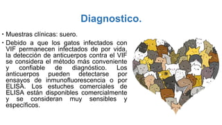 Diagnostico.
 Muestras clínicas: suero.
 Debido a que los gatos infectados con
VIF permanecen infectados de por vida,
la detección de anticuerpos contra el VIF
se considera el método más conveniente
y confiable de diagnóstico. Los
anticuerpos pueden detectarse por
ensayos de inmunofluorescencia o por
ELISA. Los estuches comerciales de
ELISA están disponibles comercialmente
y se consideran muy sensibles y
específicos.
 