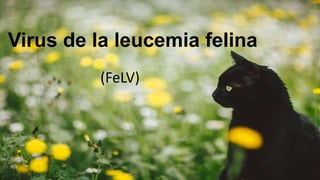 Virus de la leucemia felina
(FeLV)
 