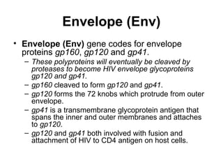 Envelope (Env)
• Envelope (Env) gene codes for envelope
proteins gp160, gp120 and gp41.
– These polyproteins will eventually be cleaved by
proteases to become HIV envelope glycoproteins
gp120 and gp41.
– gp160 cleaved to form gp120 and gp41.
– gp120 forms the 72 knobs which protrude from outer
envelope.
– gp41 is a transmembrane glycoprotein antigen that
spans the inner and outer membranes and attaches
to gp120.
– gp120 and gp41 both involved with fusion and
attachment of HIV to CD4 antigen on host cells.
 