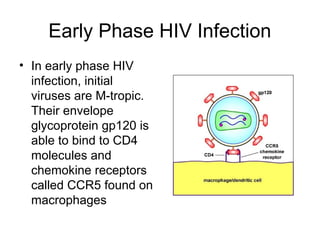 Early Phase HIV Infection
• In early phase HIV
infection, initial
viruses are M-tropic.
Their envelope
glycoprotein gp120 is
able to bind to CD4
molecules and
chemokine receptors
called CCR5 found on
macrophages
 
