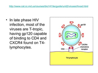 http://www.cat.cc.md.us/courses/bio141/lecguide/unit2/viruses/hivad.html
• In late phase HIV
infection, most of the
viruses are T-tropic,
having gp120 capable
of binding to CD4 and
CXCR4 found on T4-
lymphocytes.
 