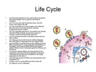 Life Cycle
• (a) HIV (red) attaches to two cell-surface receptors
(the CD4 antigen and a specific chemokine
receptor).
• (b) The virus and cell membrane fuse, and the
virion core enters the cell.
• (c) The viral RNA and core proteins are released
from the virion core and are then actively
transported to the nucleus.
• (d) The viral RNA genome is converted into double-
stranded DNA through an enzyme unique to
viruses, reverse transcriptase (red dot).
• (e) The double-stranded viral DNA moves into the
cell nucleus.
• (f) Using a unique viral enzyme called integrase,
the viral DNA is integrated into the cellular DNA.
• (g) Viral RNA is synthesized by the cellular enzyme
RNA polymerase II using integrated viral DNA as a
template. Two types of RNA transcripts shorter
spliced RNA (h) and full-length genomic RNA (j) are
produced.
• (h) Shorter spliced RNAs are transported to the
cytoplasm and used for the production of several
viral proteins that are then modified in the Golgi
apparatus of the cell (i).
• (j) Full-length genomic RNAs are transported to the
cytoplasm (k).
• (l) New virion is assembled and then buds off.
• (m) Mature virus is released.
 