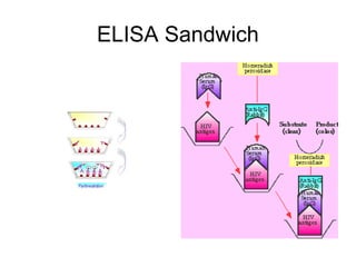 ELISA Sandwich
 