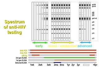DNA PCR
DNA PCR
RNA PCR
RNA PCR
p24 Ag
p24 Ag
3rd gen ELISA
1st gen ELISA
Detuned ELISA
1wk 2wk 3wk 2mo 6mo 1yr 2yr 3yr +8yr
gp160
gp120
p68
p55
p53
gp41-45
p40
p34
p24
p18
p12
gp160
gp120
p68
p55
p53
gp41-45
p40
p34
p24
p18
p12
gp160
gp120
p68
p55
p53
gp41-45
p40
p34
p24
p18
p12
early recent / established advanced
Spectrum
Spectrum
of anti-HIV
of anti-HIV
testing
testing
 