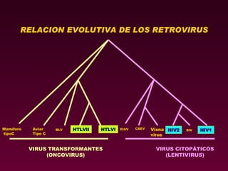 RELACION EVOLUTIVA DE LOS RETROVIRUS Mamífero tipoC Aviar Tipo C BLV HTLVII HTLVI EIAV CAEV Visna virus HIV2 SIV HIV1 VIRUS TRANSFORMANTES (ONCOVIRUS) VIRUS CITOPÁTICOS (LENTIVIRUS) 