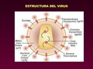 ESTRUCTURA DEL VIRUS 