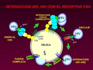 INTERACCION DEL HIV CON EL RECEPTOR CD4 UNION AL CD4 CXCR4 CCR5 ANCLAJE CD4 INTERACCION  CON EL CORRECEPTOR CELULA FUSION COMPLETA INTERACCION HR1-HR2 HIV gp120 HIV gp41 HIV HIV HIV gp41 
