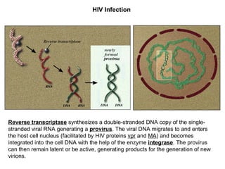 Hepadnavirus Reverse Transcriptase Retroviruses Compressed | PPT