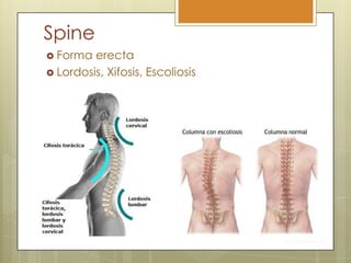 Spine
 Forma  erecta
 Lordosis, Xifosis, Escoliosis
 