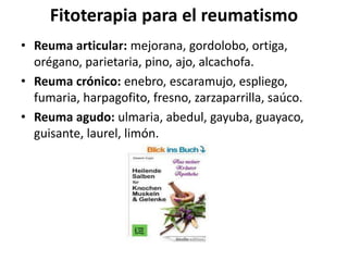 Fitoterapia para el reumatismo
• Reuma articular: mejorana, gordolobo, ortiga,
orégano, parietaria, pino, ajo, alcachofa.
• Reuma crónico: enebro, escaramujo, espliego,
fumaria, harpagofito, fresno, zarzaparrilla, saúco.
• Reuma agudo: ulmaria, abedul, gayuba, guayaco,
guisante, laurel, limón.
 