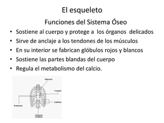 El esqueleto
Funciones del Sistema Óseo
• Sostiene al cuerpo y protege a los órganos delicados
• Sirve de anclaje a los tendones de los músculos
• En su interior se fabrican glóbulos rojos y blancos
• Sostiene las partes blandas del cuerpo
• Regula el metabolismo del calcio.
 