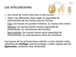 Las articulaciones
o Son zonas de unión entre dos o más huesos.
o Tipos: hay diferentes tipos según la capacidad de
movimientos de los huesos que las forman:
- Fijas: los huesos no pueden moverse. Ej: huesos del cráneo
- Móviles: los huesos tienen mucha capacidad de
movimiento. Ej: articulación del hombro.
- Semi móviles: los huesos tienen poca capacidad de
movimientos. Ej: articulaciones entre las vértebras.
Los huesos de las articulaciones móviles y semi móviles están
cubiertos de cartílago, que los protege, y están sujetos por los
ligamentos, cordones muy resistentes.
 