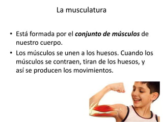 La musculatura
• Está formada por el conjunto de músculos de
nuestro cuerpo.
• Los músculos se unen a los huesos. Cuando los
músculos se contraen, tiran de los huesos, y
así se producen los movimientos.
 