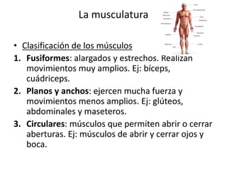 La musculatura
• Clasificación de los músculos
1. Fusiformes: alargados y estrechos. Realizan
movimientos muy amplios. Ej: bíceps,
cuádriceps.
2. Planos y anchos: ejercen mucha fuerza y
movimientos menos amplios. Ej: glúteos,
abdominales y maseteros.
3. Circulares: músculos que permiten abrir o cerrar
aberturas. Ej: músculos de abrir y cerrar ojos y
boca.
 