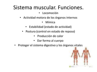 Sistema muscular. Funciones.
• Locomoción
• Actividad motora de los órganos internos
• Mímica
• Estabilidad (estado de actividad)
• Postura (control en estado de reposo)
• Producción de calor
• Dar forma al cuerpo
• Proteger el sistema digestivo y los órganos vitales
 