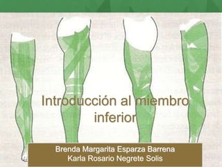 Introducción al miembro 
inferior 
Brenda Margarita Esparza Barrena 
Karla Rosario Negrete Solis 
 