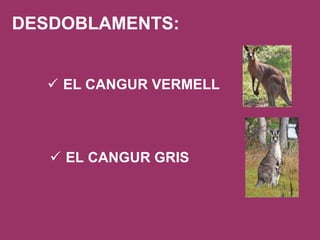 DESDOBLAMENTS: EL CANGUR VERMELL EL CANGUR GRIS 