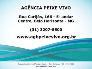 15
Título Fonte Museo 500 regular corpo 20
Sub-Título Fonte Museo 100 regular corpo 16
Apoio Técnico Realização
Rua dos Carijós, 166, 5º andar - Centro - Belo Horizonte - MG - 30120-060
www.agbpeixevivo.org.br
AGÊNCIA PEIXE VIVO
Rua Carijós, 166 - 5o
andar
Centro, Belo Horizonte - MG
(31) 3207-8500
www.agbpeixevivo.org.br
 