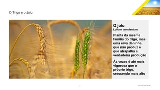 2 GECD - Reunião pública 28/07/2019
O Trigo e o Joio
O joio
Lolium temulentum
Planta da mesma
família do trigo, mas
uma erva daninha,
que não produz e
que atrapalha a
verdadeira produção
Às vezes é até mais
vigorosa que o
próprio trigo,
crescendo mais alto
 