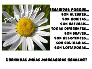 MARGARIDAS PORQUE…
Son alegres…
Son bonitas…
Son naturais…
Son todas diferentes…
Son suaves…
Son resistentes…
Son solidarias…
Son loitadoras…
¡¡Benvidas Miñas Margaridas Brancas!!
 