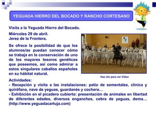 YEGUADA HIERRO DEL BOCADO Y RANCHO CORTESANO
Visita a la Yeguada Hierro del Bocado.
Miércoles 29 de abril.
Jerez de la Frontera.
Se ofrece la posibilidad de que los
alumnos/as puedan conocer cómo
se trabaja en la conservación de uno
de los mayores tesoros genéticos
que poseemos, así como admirar a
estos singulares caballos españoles
en su hábitat natural.
Actividades:
- Recepción y visita a las instalaciones: patio de sementales, clínica y
quirófano, nave de yeguas, guardanés y cochera…
- Exhibición en el picadero cubierto: presentación de animales en libertad
de diferentes edades, diversos enganches, cobra de yeguas, doma…
(http://www.yeguadacartuja.com)
Haz clic para ver Vídeo
 