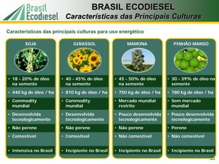 BRASIL ECODIESEL
                         Características das Principais Culturas
Características das principais culturas para uso energético

        SOJA                 GIRASSOL                  MAMONA                PINHÃO MANSO




• 18 - 20% de óleo      • 40 - 45% de óleo       • 45 - 50% de óleo       • 30 - 39% de óleo na
  na semente              na semente               na semente               semente
• 440 kg de óleo / ha   • 810 kg de óleo / ha    • 750 kg de óleo / ha    • 780 kg de óleo / ha
• Commodity             • Commodity              • Mercado mundial        • Sem mercado
  mundial                 mundial                  restrito                 mundial
• Desenvolvida          • Desenvolvida           • Pouco desenvolvida     • Pouco desenvolvida
  tecnologicamente        tecnologicamente         tecnologicamente         tecnologicamente
• Não perene            • Não perene             • Não perene             • Perene
• Comestível            • Comestível             • Não comestível         • Não comestível


• Intensiva no Brasil   • Incipiente no Brasil   • Incipiente no Brasil   • Incipiente no Brasil
                                                                                              28
 