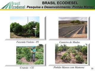 BRASIL ECODIESEL
         Pesquisa e Desenvolvimento: Pinhão Manso




Fazenda Violeto - PI            Canteiro de Mudas




   Crateús - CE             Pinhão Manso com Mamona   33
 