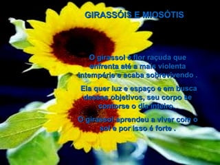 O girassol é flor raçuda que enfrenta até a mais violenta intempérie e acaba sobrevivendo . Ela quer luz e espaço e em busca desses objetivos, seu corpo se contorse o dia inteiro.  O girassol aprendeu a viver com o sol e por isso é forte . 00 00 00 01  GIRASSÓIS E MIOSÓTIS   00 00 00 01 