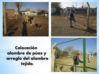 Colocación
alambre de púas y
arreglo del alambre
tejido.
 