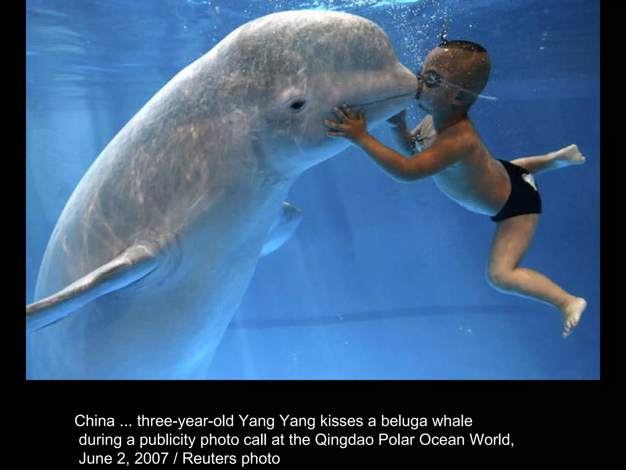 China ... three-year-old Yang Yang kisses a beluga whale during a publicity photo call at the Qingdao Polar Ocean World, June 2, 2007 / Reuters photo  