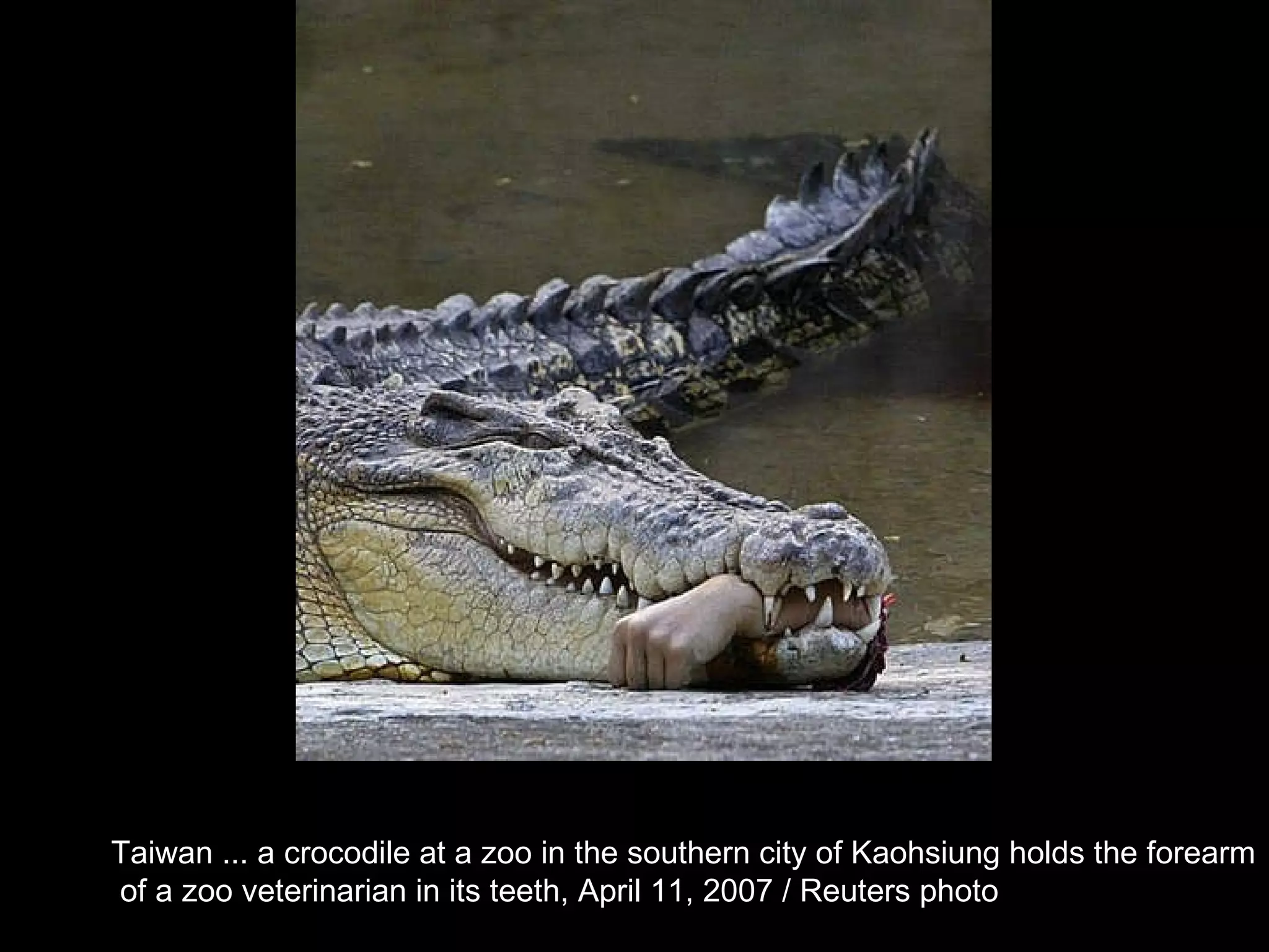 Taiwan ... a crocodile at a zoo in the southern city of Kaohsiung holds the forearm of a zoo veterinarian in its teeth, April 11, 2007 / Reuters photo  
