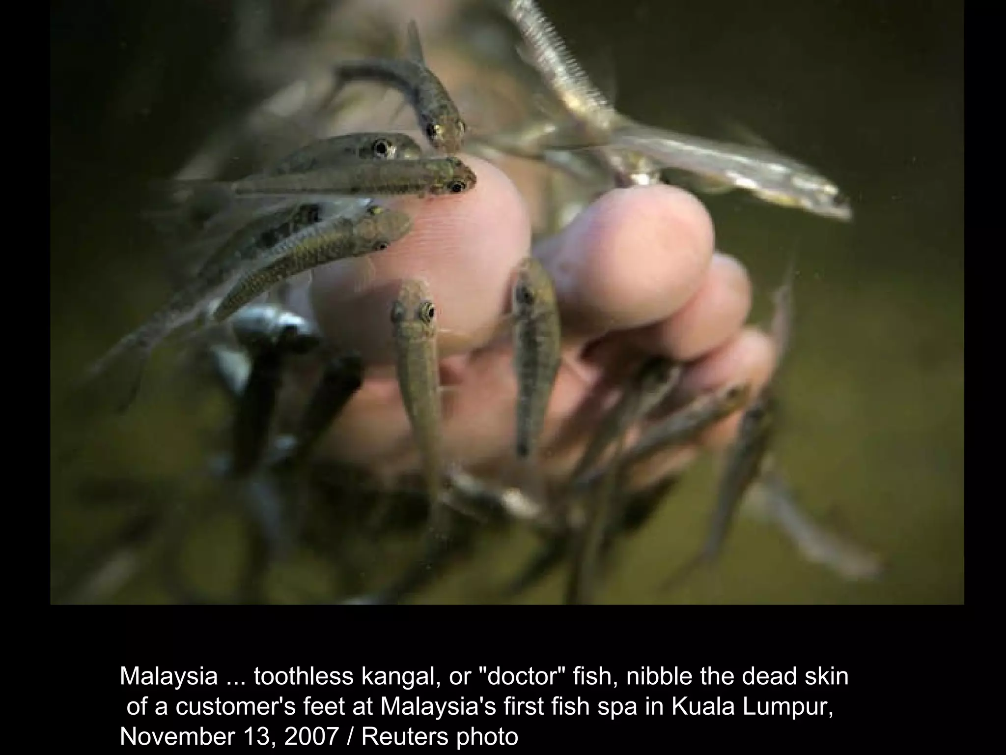 Malaysia ... toothless kangal, or &quot;doctor&quot; fish, nibble the dead skin of a customer's feet at Malaysia's first fish spa in Kuala Lumpur,  November 13, 2007 / Reuters photo  