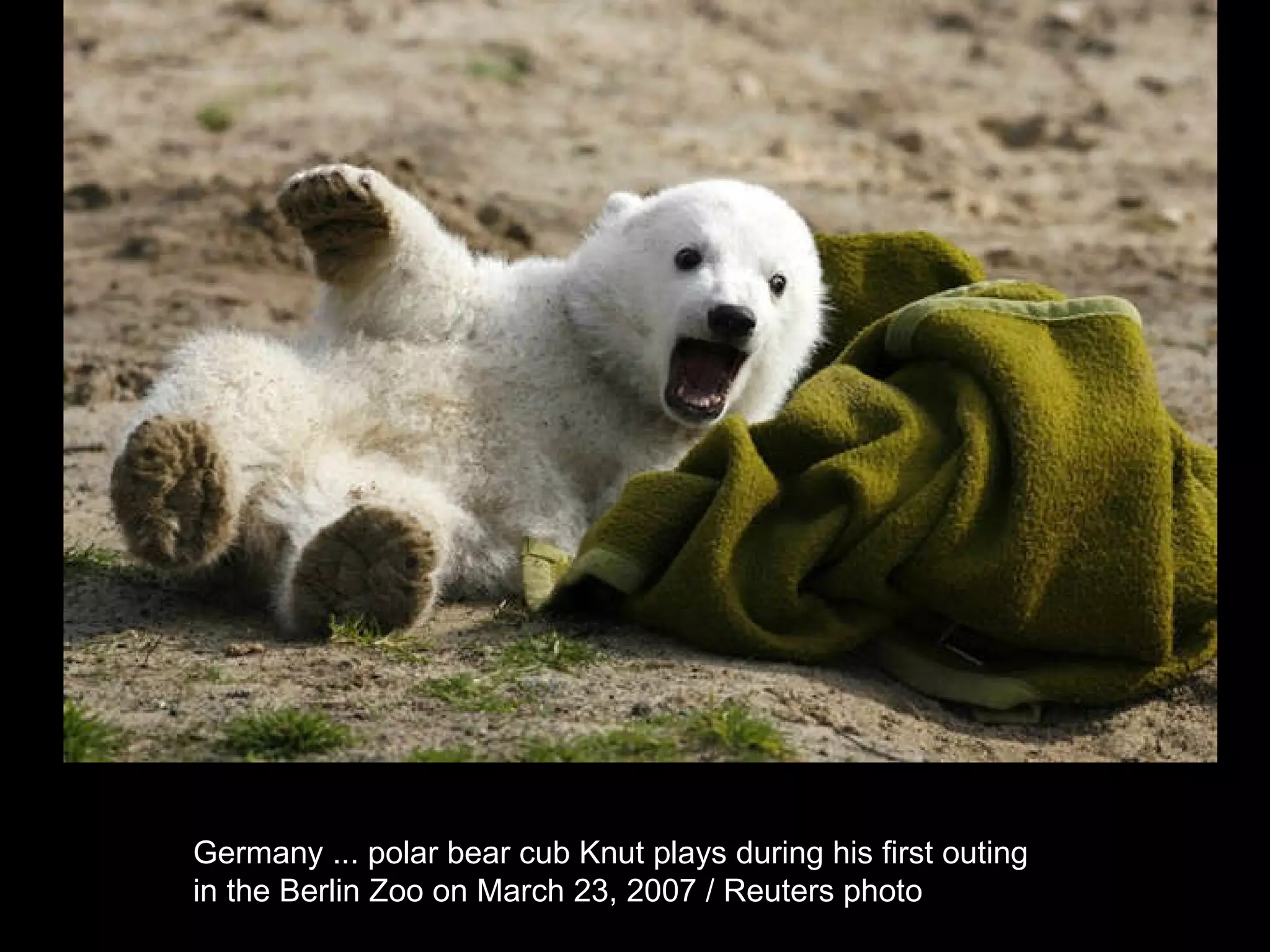 Germany ... polar bear cub Knut plays during his first outing  in the Berlin Zoo on March 23, 2007 / Reuters photo  