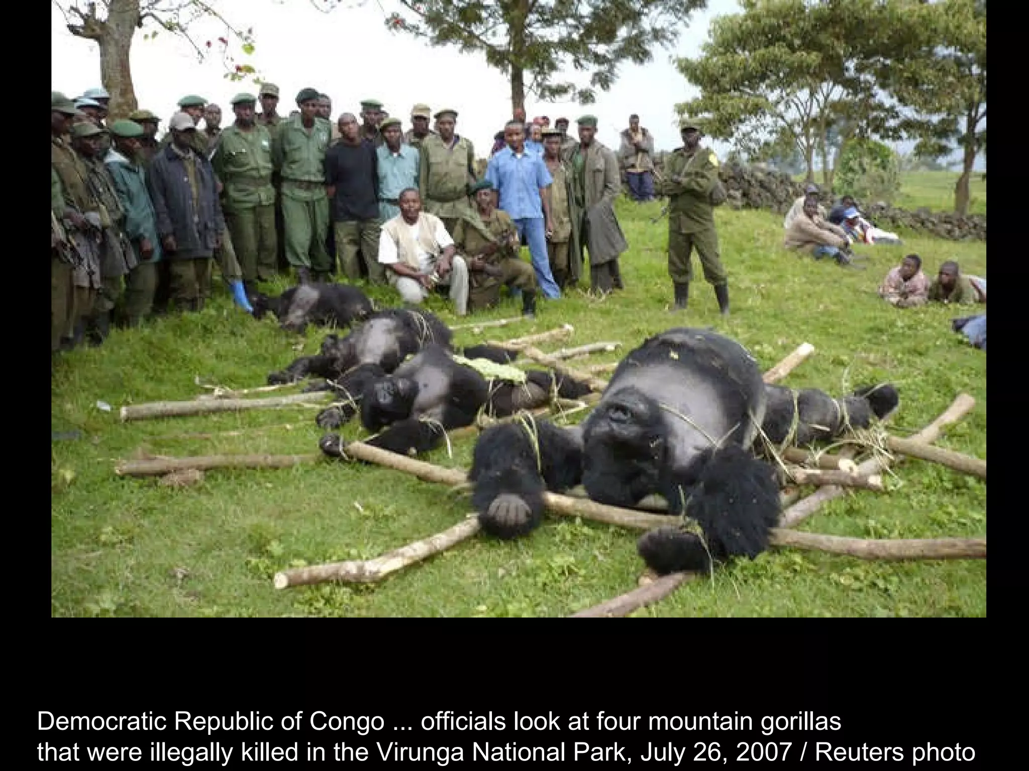 Democratic Republic of Congo ... officials look at four mountain gorillas  that were illegally killed in the Virunga National Park, July 26, 2007 / Reuters photo  