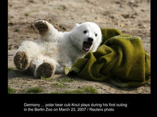 Germany ... polar bear cub Knut plays during his first outing  in the Berlin Zoo on March 23, 2007 / Reuters photo  