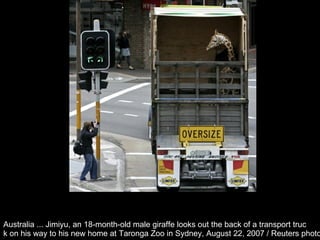Australia ... Jimiyu, an 18-month-old male giraffe looks out the back of a transport truc k on his way to his new home at Taronga Zoo in Sydney, August 22, 2007 / Reuters photo  