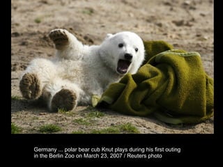 Germany ... polar bear cub Knut plays during his first outing  in the Berlin Zoo on March 23, 2007 / Reuters photo  