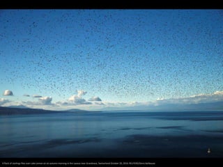 A flock of starlings flies over Lake Leman on an autumn morning in the Lavaux near Grandvaux, Switzerland October 20, 2016. REUTERS/Denis Balibouse
 
