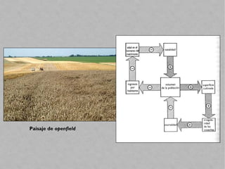 Paisaje de openfield
 