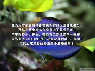 體內所有細胞隨時都需要新鮮的血液運送養分， 所以血管會分布在全身上下每個角落， 如果把動脈、靜脈、微血管全部連接成一直線， 居然有  90000km  長，相當於繞地球  2  周喔！ 可見血液流動的路途是多麼漫長呀！  