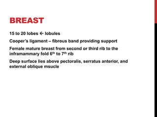 BREAST
15 to 20 lobes  lobules
Cooper’s ligament – fibrous band providing support
Female mature breast from second or third rib to the
inframammary fold 6th to 7th rib
Deep surface lies above pectoralis, serratus anterior, and
external oblique msucle
 